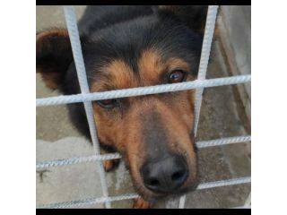 GRISU' la vita tra le sbarre, cane in adozione, tg medio contenuta
