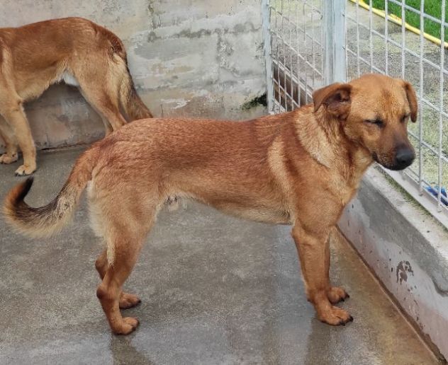 CAGNOLINO CERCA CASA - Foto 5