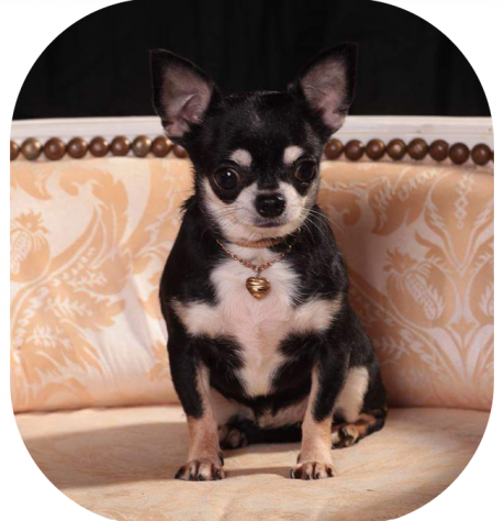 Cuccioli di chihuahua - Foto 5