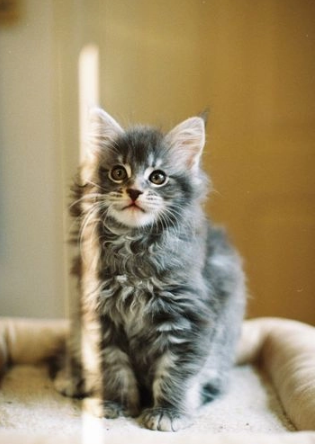 Simpatico Maine Coon gattini
