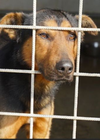 CANE IN ADOZIONE: GRISU' il lupetto abbandonato, taglia medio contenuta