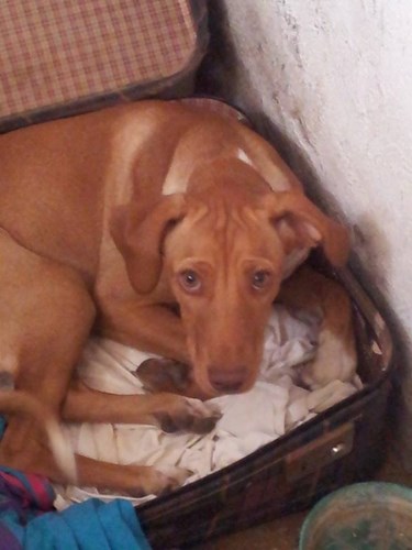 ARIEL E MINNIE, dolcissime e giovani cagnoline - Foto 2