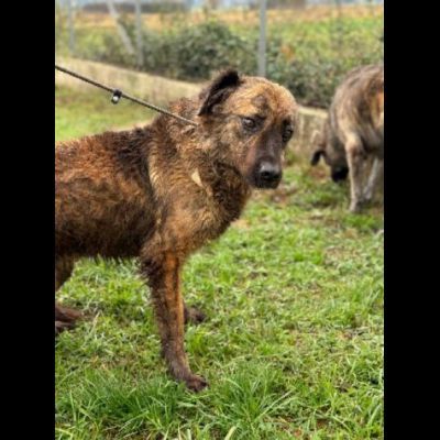 TOBY un mondo da scoprire, CANE IN ADOZIONE - Foto 8