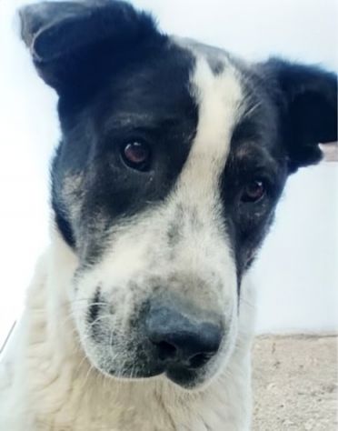 Speedy un cucciolone da sogno non ha ancora trovato casa - Foto 2