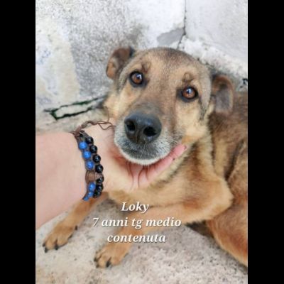 UN'OPPORTUNITA' PER QUESTE ANIME LOKY, DUCA, NELLO CANI IN ADOZIONE