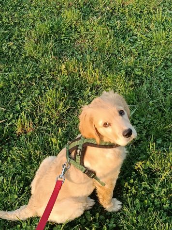 cucciolo di golden retriever 5 mesi