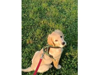 cucciolo di golden retriever 5 mesi