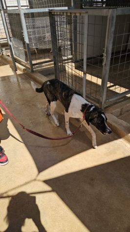 Kira: equilibrata, socievole con cani e gatti - Foto 3