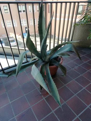Pianta agave - Foto 2