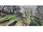 Uliveto in vendita a Vezzano Ligure