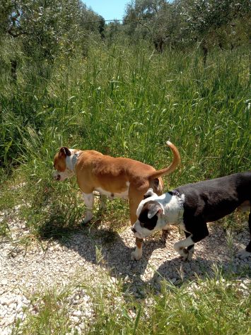 Cuccioli Amstaff Bari Lecce Taranto Brindisi Foggia Puglia con pedigree - Foto 4