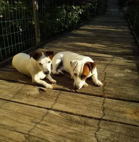 cuccioli jack russel russell terrier - Foto 7