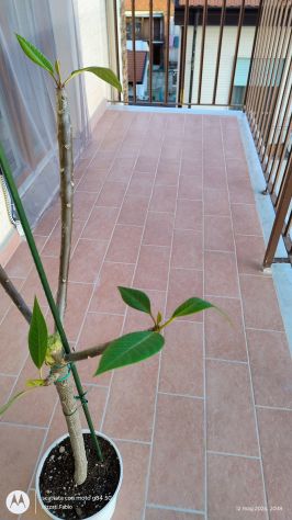 PIANTA Plumeria (Frangipani) - Foto 4
