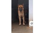 SPARTACO PASTORE MALINOIS 6 ANNI IN CANILE DA TROPPO