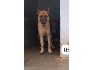 SPARTACO PASTORE MALINOIS 6 ANNI IN CANILE DA TROPPO