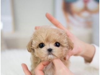 maltipoo toy