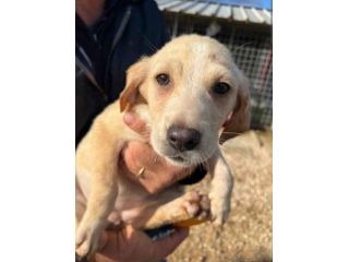 SALLY COCCOLINA AMOROSA, CUCCIOLA IN ADOZIONE