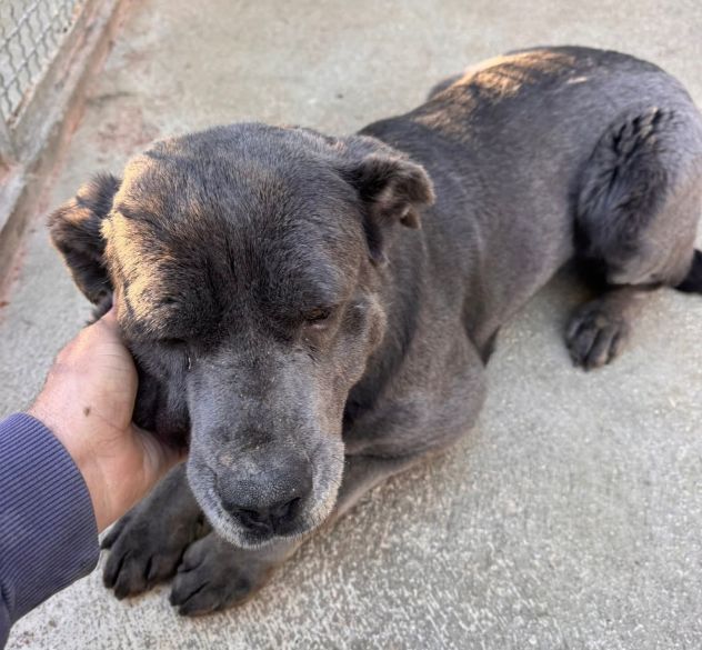 SAMANTHA CANE CORSO 3 ANNI Taglia grande - Foto 4