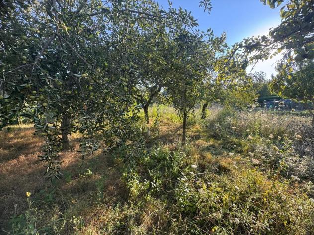 Terreno agricolo in vendita a Sant'Andrea a Montecchio - Siena 1500 mq Rif: 1428059 - Foto 5