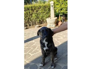 DANA E BERNA CUCCIOLE IN ADOZIONE