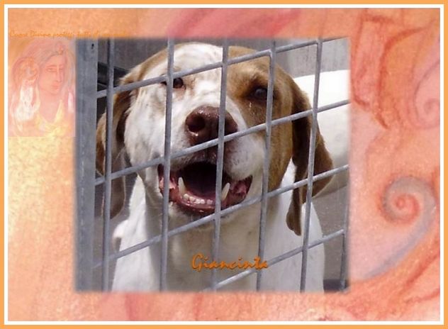 GIACINTA, tenera cagnolina in cerca d'amore - Foto 3