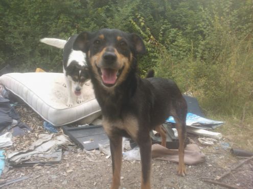 Tre cucciolotte in pericolo!! - Foto 2
