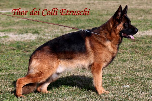 Cucciolo di Pastore Tedesco a Pelo Corto - Foto 3