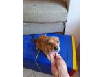 Luna taglia piccola 7 kg