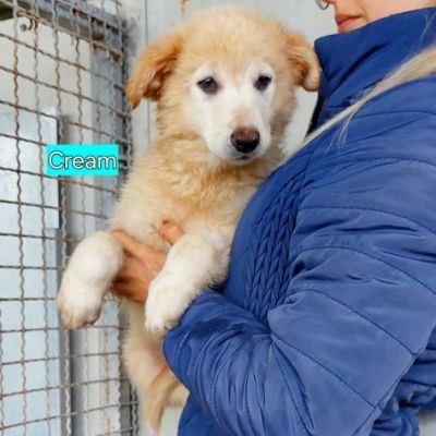 CUCCIOLI IN ADOZIONE - Foto 10