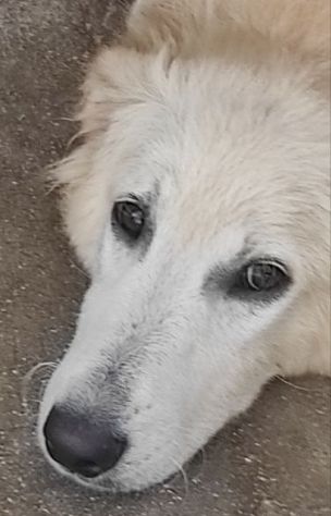 CUCCIOLO IN ADOZIONE: DUCCIO - Foto 7
