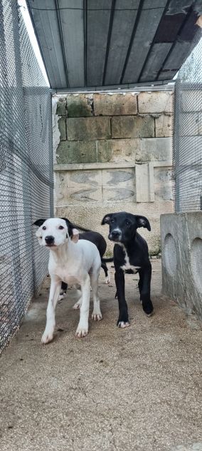 Cuccioli Amstaff 250 a Taranto in Puglia - Foto 3