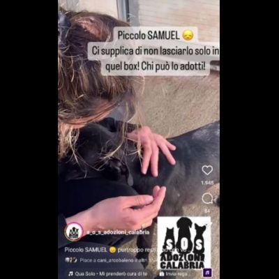 SAMUEL DOLCISSIMO CUCCIOLO IN ADOZIONE - Foto 2
