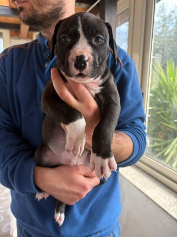 Cuccioli pitbull - Foto 6
