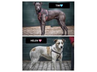 TIM (15 kg) ED HELEN (20kg) , 2 ANNI, TAGLIA MEDIA CERCANO CASA!