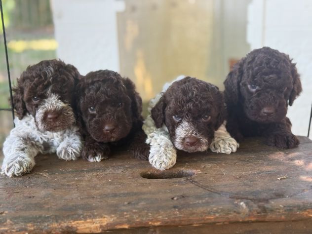 Cuccioli di Lagotto Romagnolo