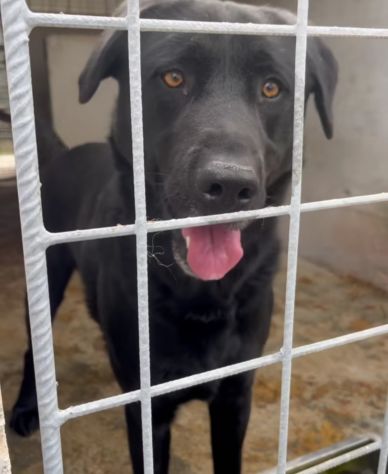 SIRIUS MIX LABRADOR CANE IN ADOZIONE