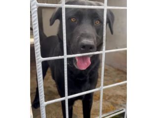 SIRIUS MIX LABRADOR CANE IN ADOZIONE