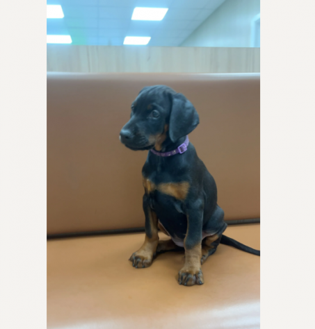Adorabili Dobermann cucciolini - Foto 2