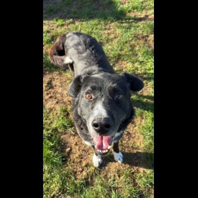 BENNY , UNA PICCOLA TENEREZZA, CANE IN ADOZIONE TG MEDIO CONTENUTA - Foto 6