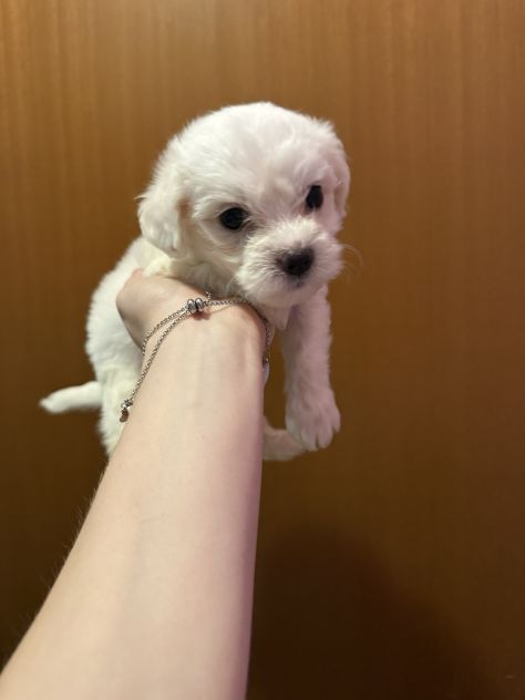 Cuccioli Maltese