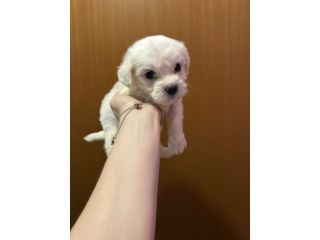 Cuccioli Maltese