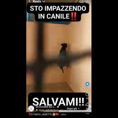 JANETTE molto socievole e dinamica cane in adozione - Foto 4