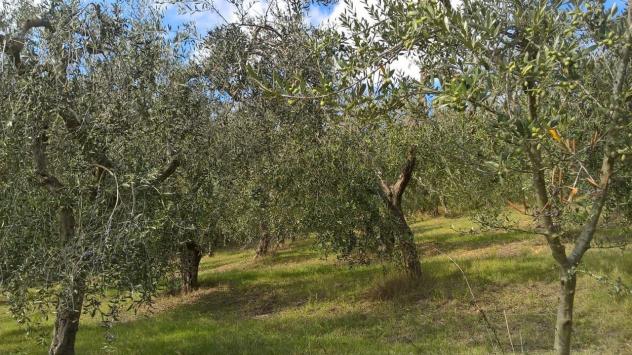 Uliveto in vendita a Lugnano in Teverina