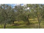 Uliveto in vendita a Lugnano in Teverina
