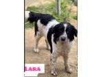 LARA E XENA incrocio border collie, giovani cagnoline in adozione di coppia.