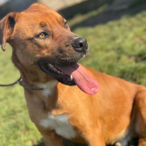 GHOST STUPENDO SIMIL BOXER CANE IN ADOZIONE - Foto 2