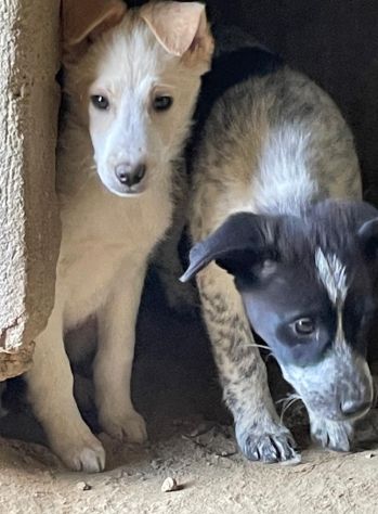 CUCCIOLI 3 MESI - Foto 6