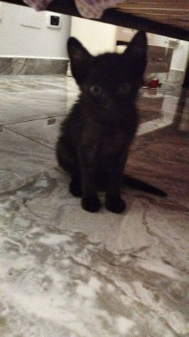 Gattini piccolini - Foto 3