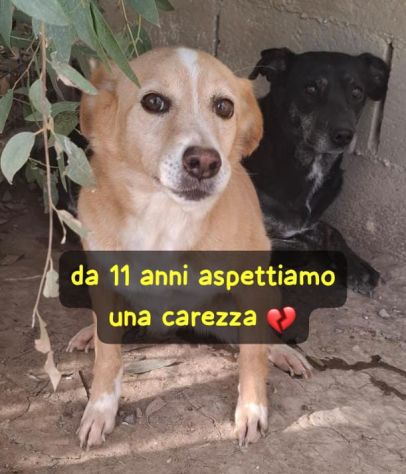 INNA 11 ANNI 10 KG taglia media piccola