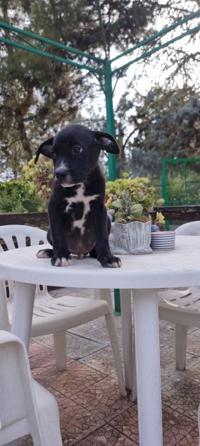 Allevamento Amstaff in Puglia. Cuccioli con pedigree - Foto 3
